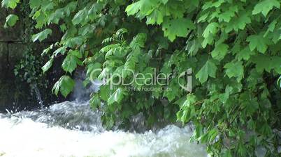 Small waterfall with overhanging trees
