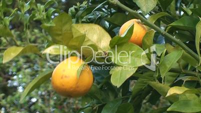 Orange tree with fruit