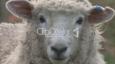 Sheeps head