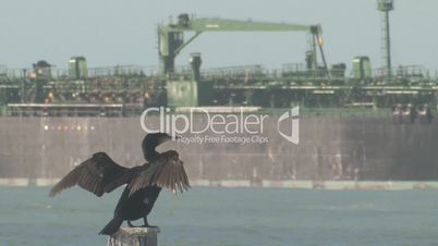 Cormorant seabird and oil tanker