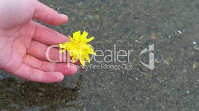 Flower on hand