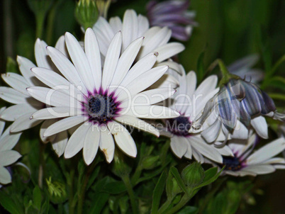 weiße kapmargeritenblüten