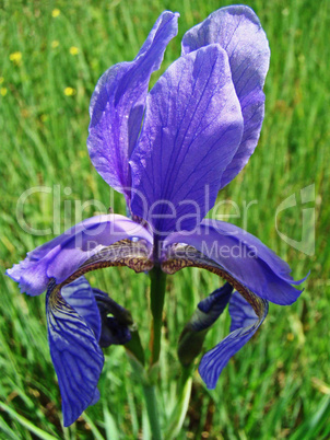 blaue iris