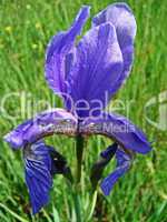 blaue iris