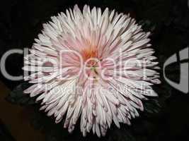chrysantheme