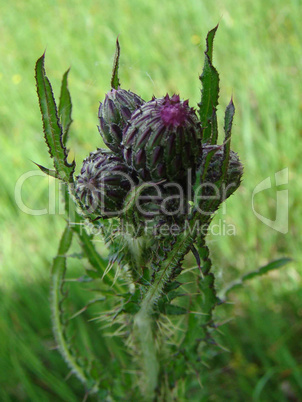 distel