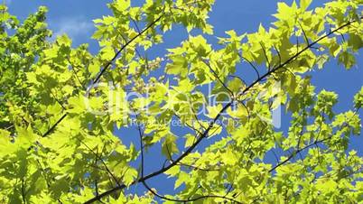 yellow leafs