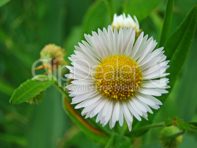 weißes gänseblümchen