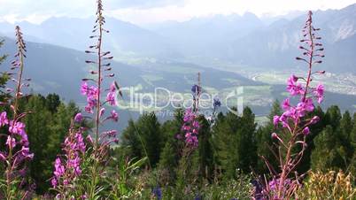 Alpine Flowers