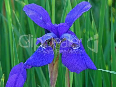 blaue iris