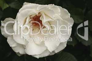 weiße rose