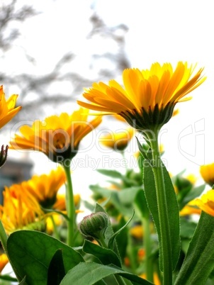 Giant Sunflower Gerber