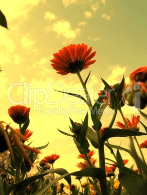 Giant Sunflower Gerber