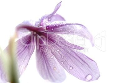 Purple flowers of saffron