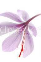 Purple flowers of saffron