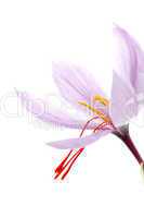 Purple flowers of saffron