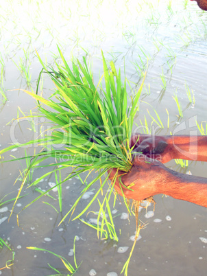 transformation of rice paddy into field