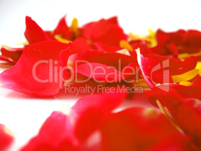 Red Rose Petals Close Background