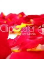 Red Rose Petals Close Background