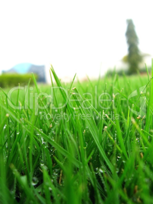 Lush green grass macro