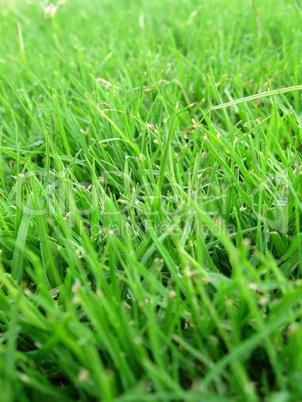 Lush green grass macro