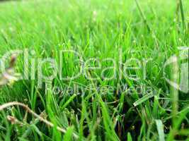 Lush green grass macro