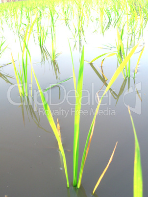 transformation of rice paddy into field