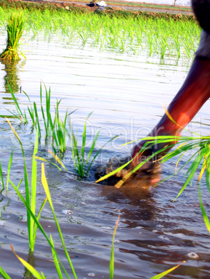 transformation of rice paddy into field