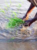 transformation of rice paddy into field