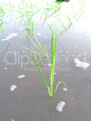 transformation of rice paddy into field