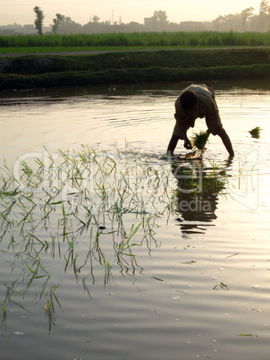 transformation of rice paddy into field