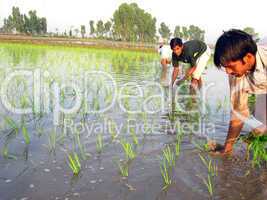 transformation of rice paddy into field