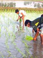 transformation of rice paddy into field