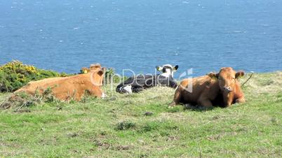 Cows Grazing