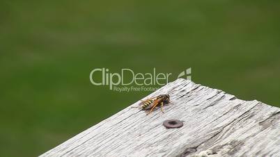 Yellow Jacket Wasp turns around and flys away