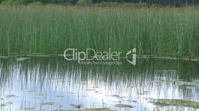 reeds at edge of lake