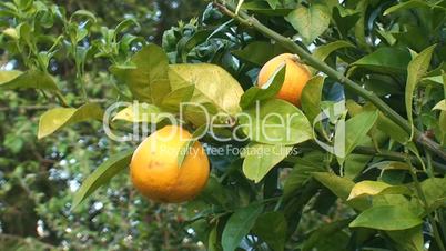 Orange tree branch with fruit