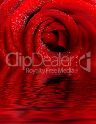 dark red rose with water droplets in reflection of water.