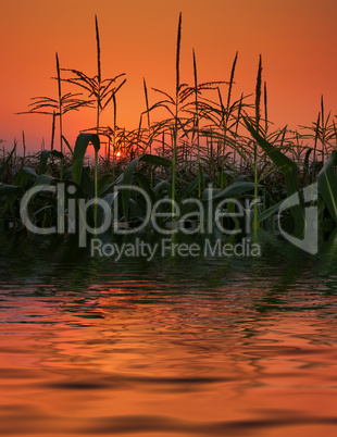 Field of corn in reflection on sunset.