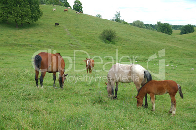 horses are grazed on a meadow