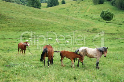 horses are grazed on a meadow