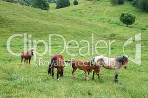 horses are grazed on a meadow