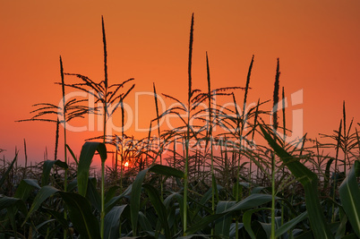 field on background of a sunset.