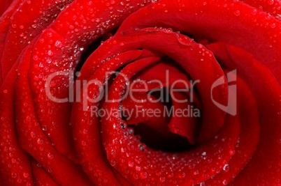 dark red rose with water droplets.