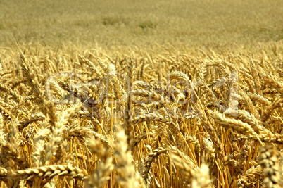 wheat field closeup.