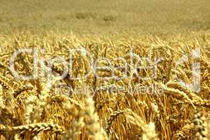 wheat field closeup.