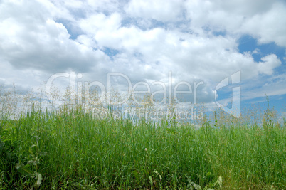 panorama of a green grass