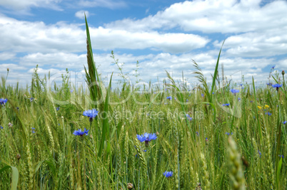 Cornflowers in field with wheat.