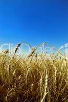 wheat against blue sky