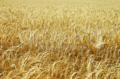 wheat field closeup